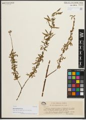 Foto von Salix niedzwieckii Goerz